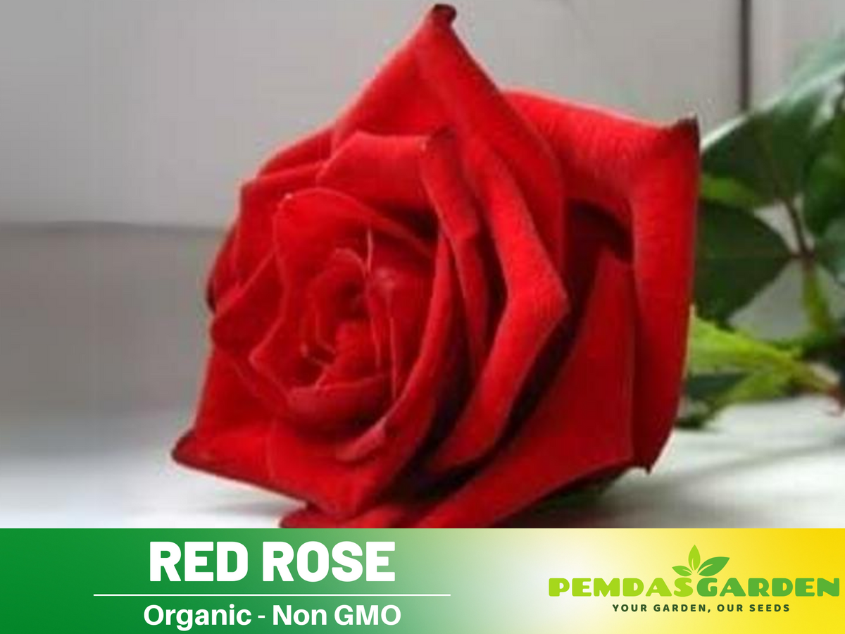 30+ Seeds| Red Rose Perennial Flower Seeds #1083