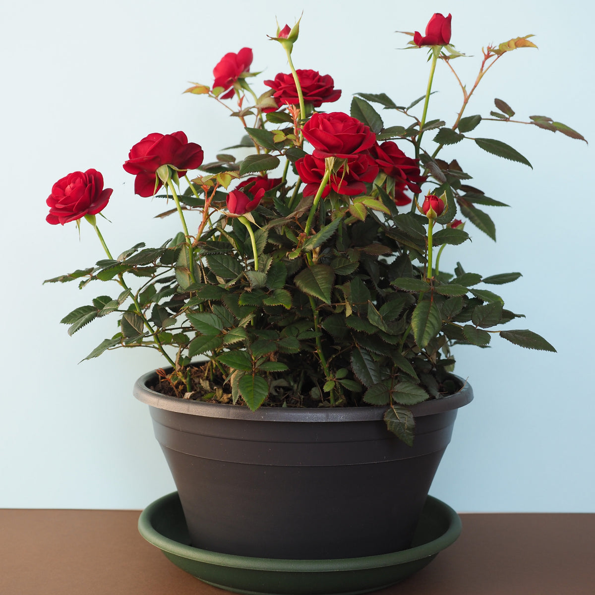 Red Rose Perennial Flower Seeds, 30+ seeds