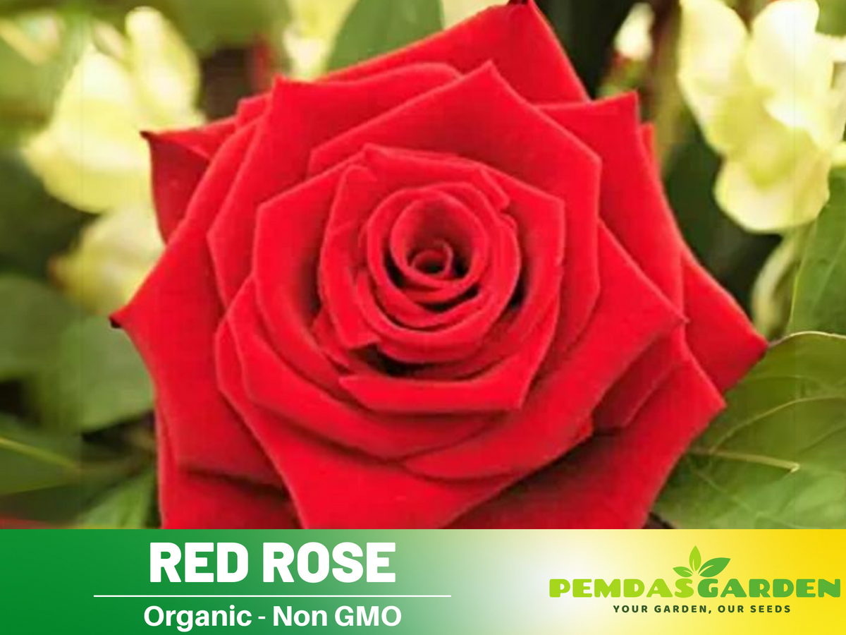 30+ Seeds| Red Rose Perennial Flower Seeds #1083