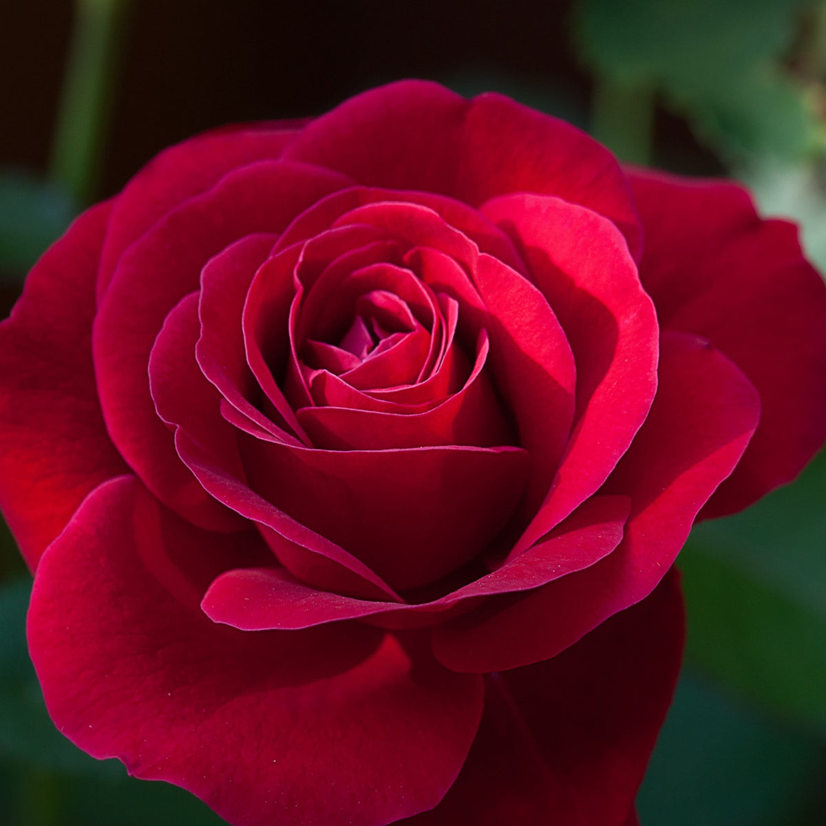 Red Rose Perennial Flower Seeds, 30+ seeds