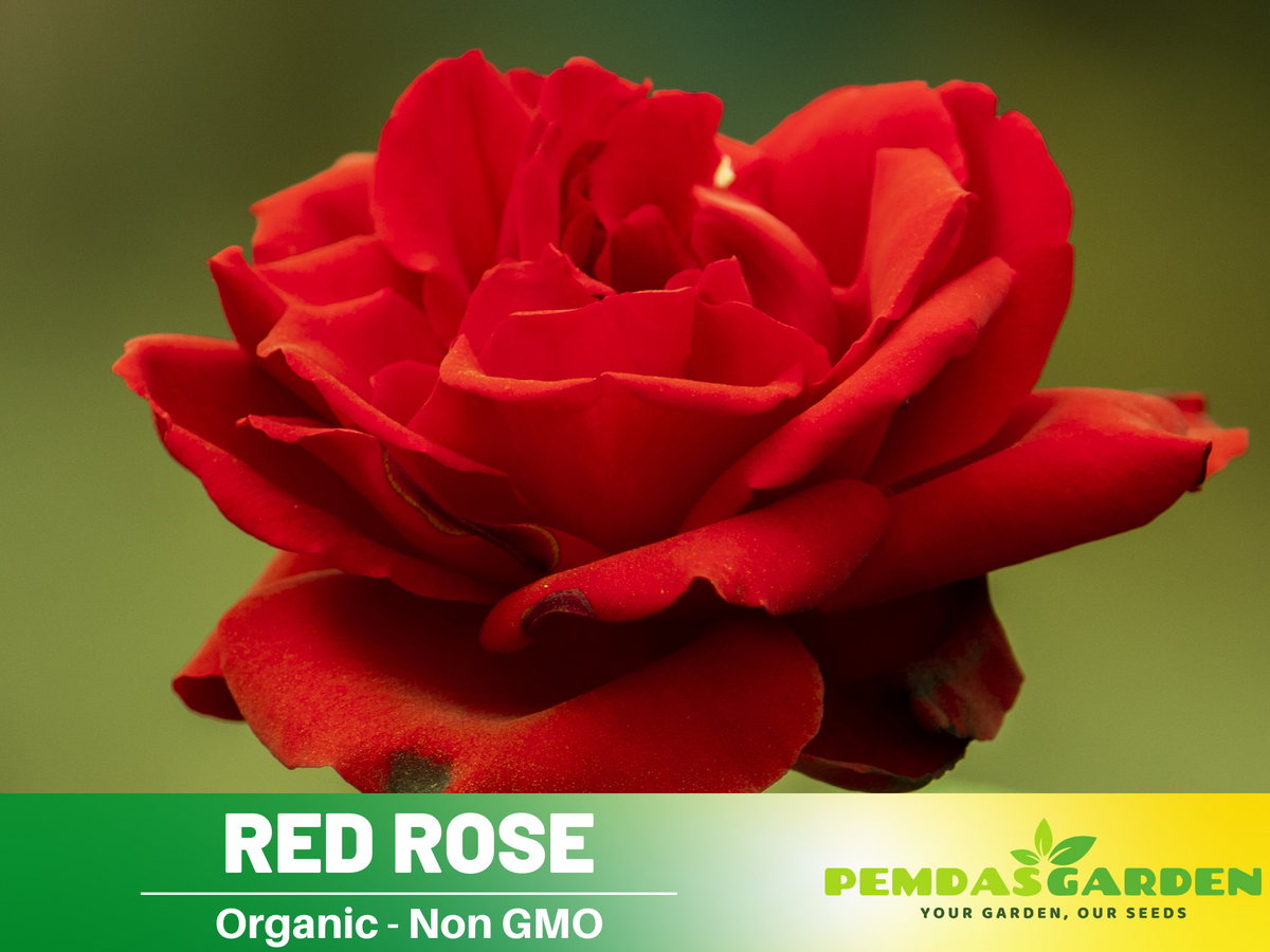 30+ Seeds| Red Rose Perennial Flower Seeds #1083