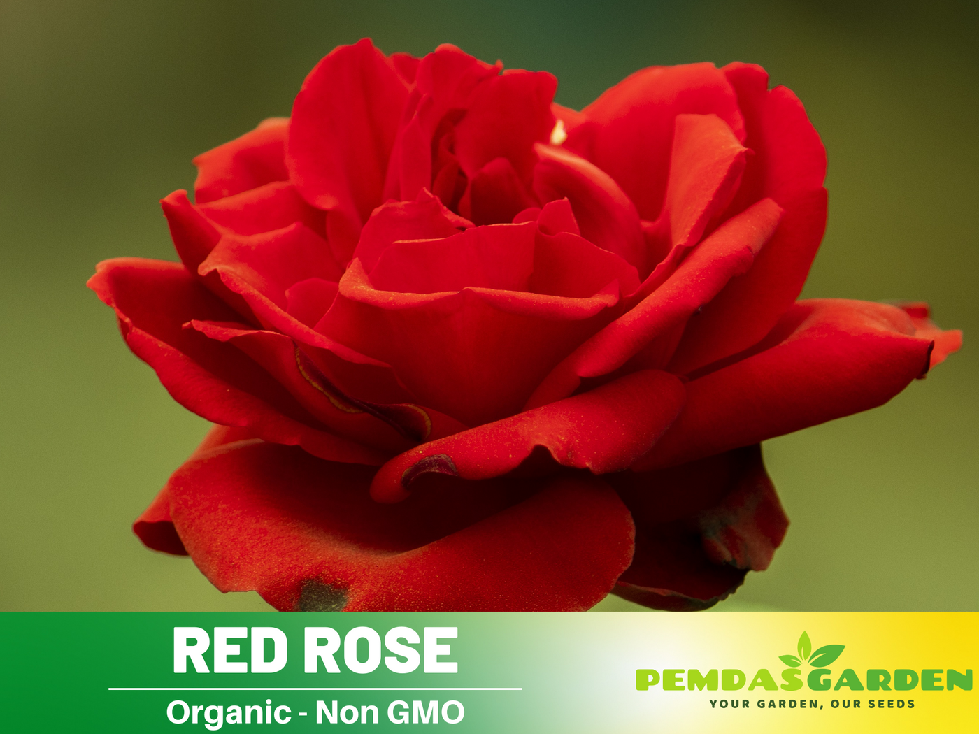 red rose seeds online 30+ Seeds| Red Rose Perennial Flower Seeds #1083 – PEMDASGARDEN