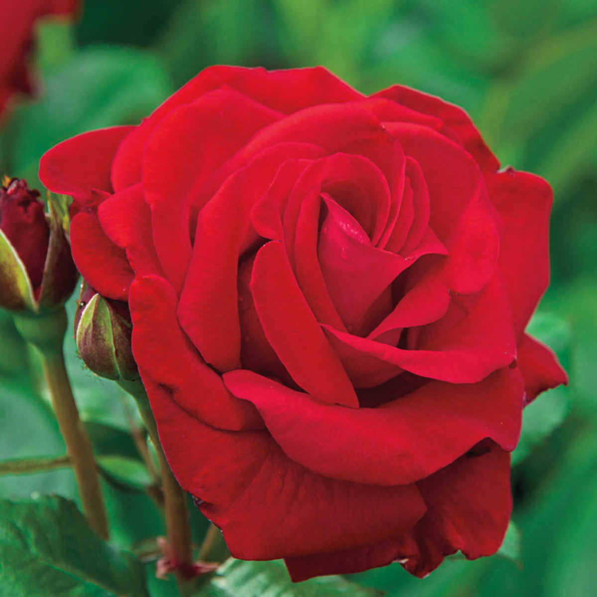 Red Rose Perennial Flower Seeds, 30+ seeds