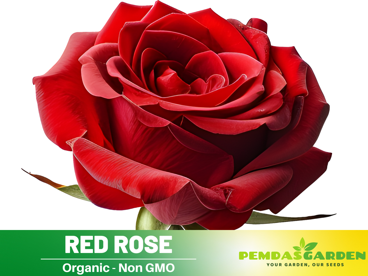 30+ Seeds| Red Rose Perennial Flower Seeds #1083