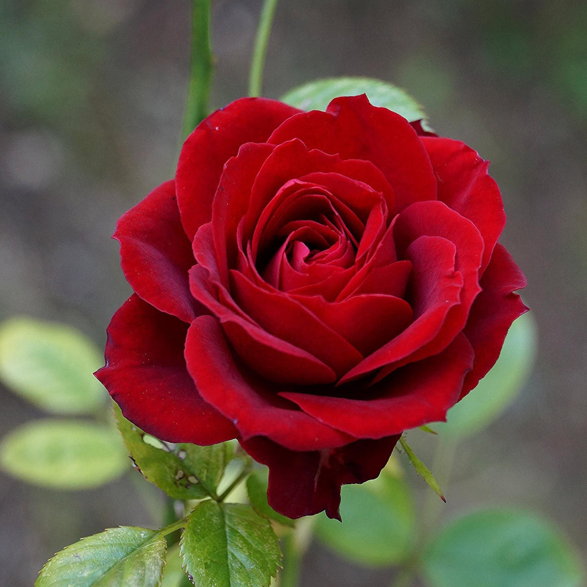 Red Rose Perennial Flower Seeds, 30+ seeds
