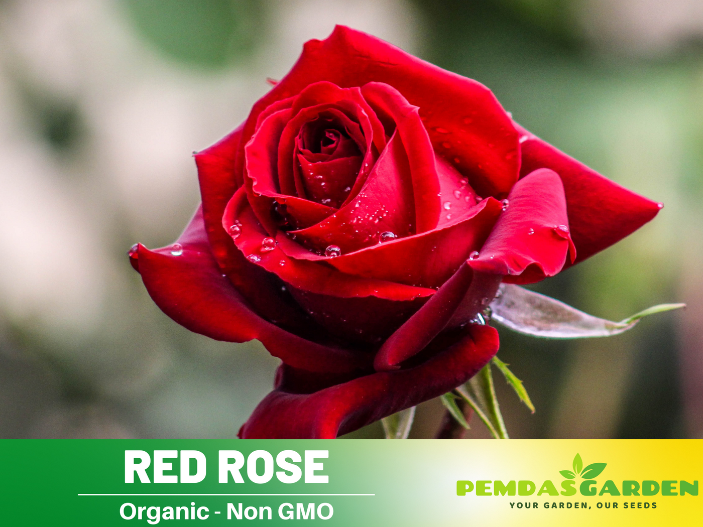 long stem red rose seeds 30+ Seeds| Purple Tiger Rose Perennial Flower Seeds #1080