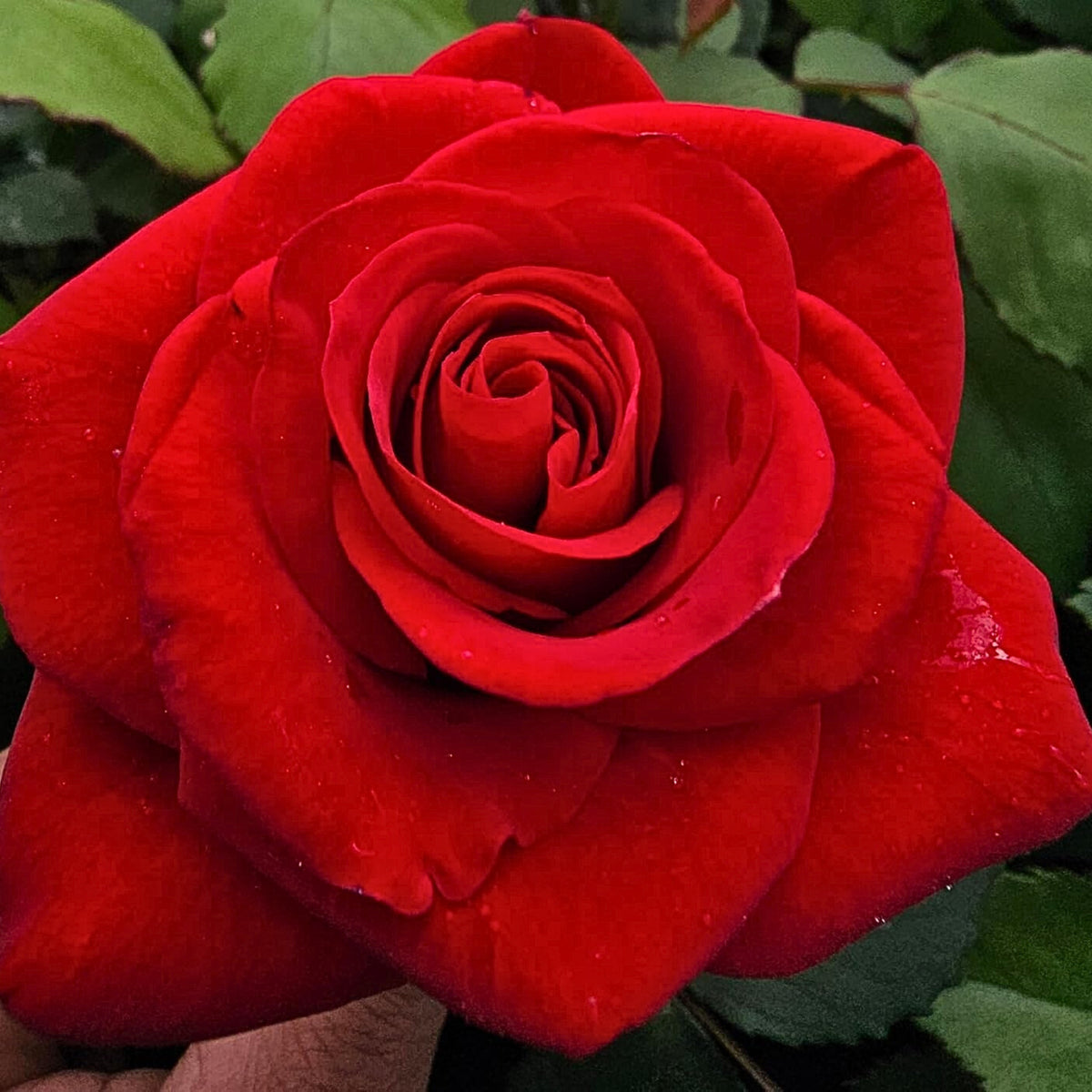 Red Rose Perennial Flower Seeds, 30+ seeds