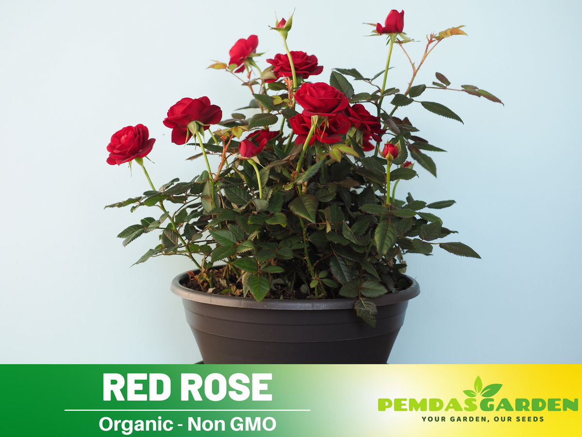 30+ Seeds| Red Rose Perennial Flower Seeds #1083