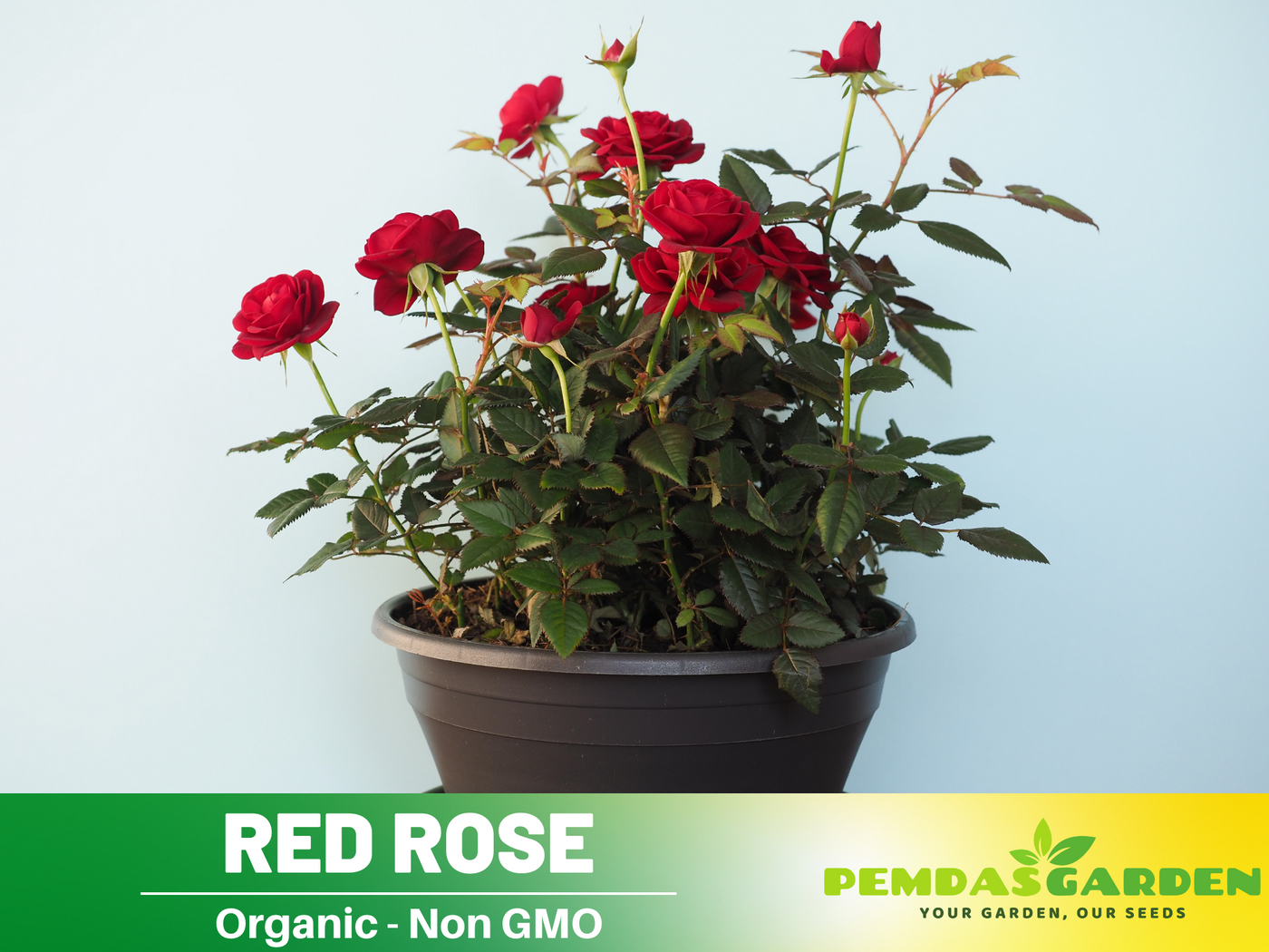 red rose seeds online 30+ Seeds| Red Rose Perennial Flower Seeds #1083 – PEMDASGARDEN