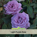 30 Rare Seeds - Light Purple Rose Seed #1084
