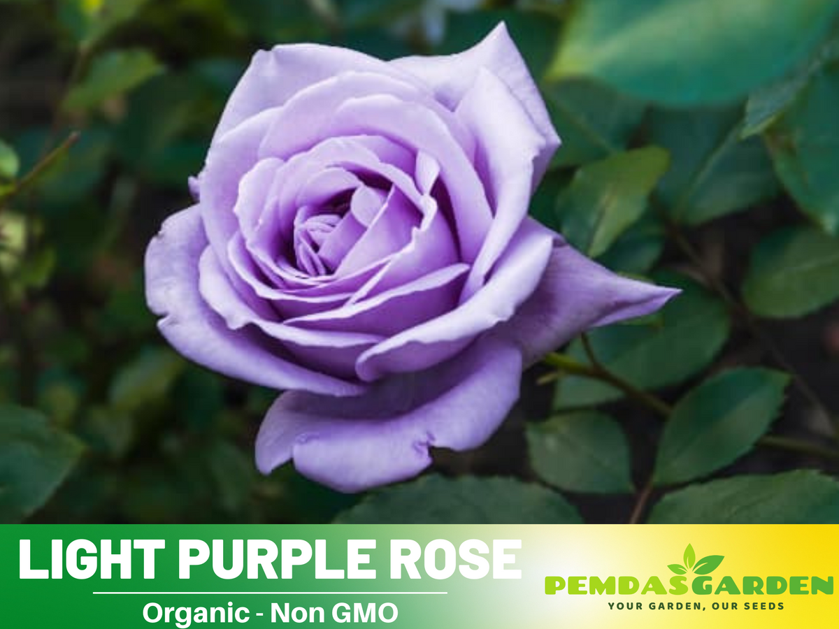 30 Rare Seeds - Light Purple Rose Seed #1084