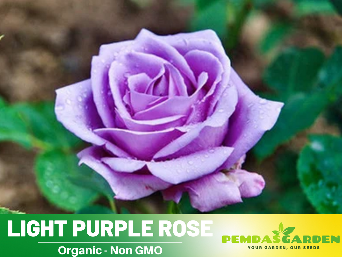 30 Rare Seeds - Light Purple Rose Seed #1084