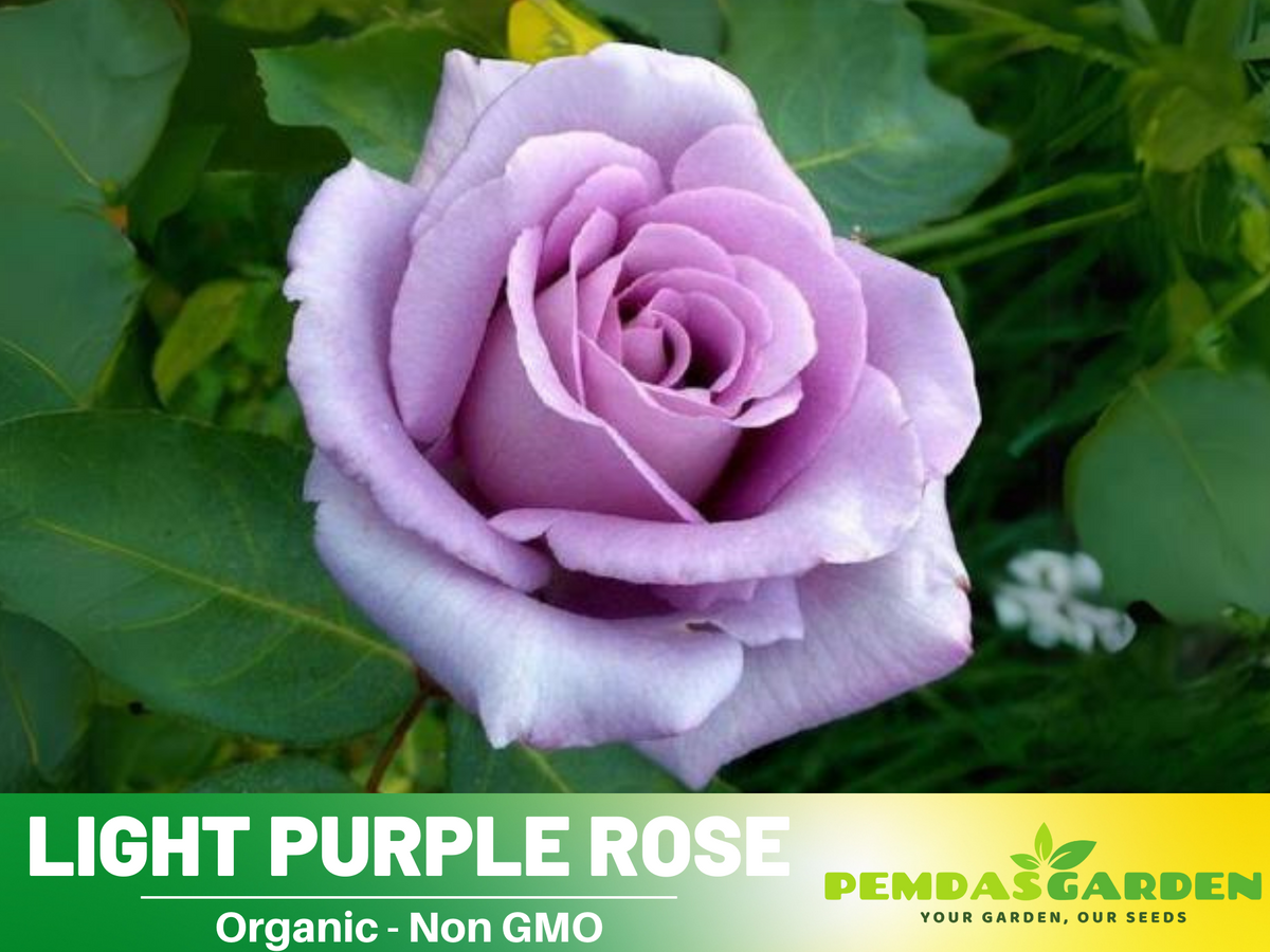 30 Rare Seeds - Light Purple Rose Seed #1084