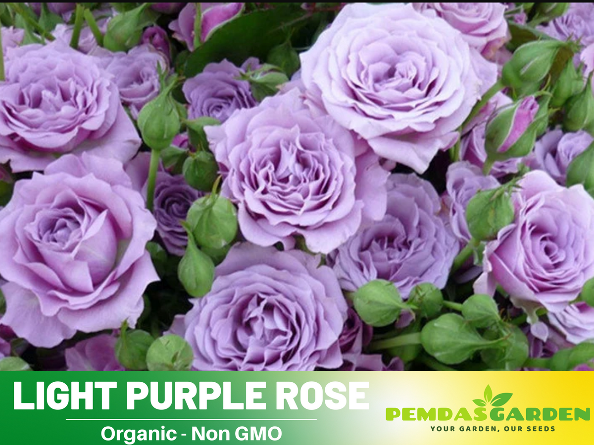 30 Rare Seeds - Light Purple Rose Seed #1084