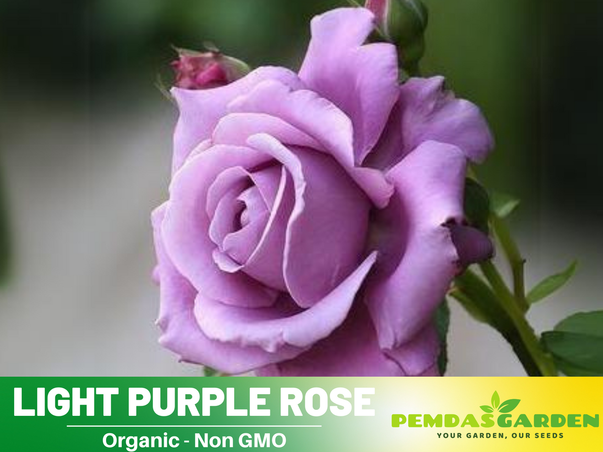 30 Rare Seeds - Light Purple Rose Seed #1084