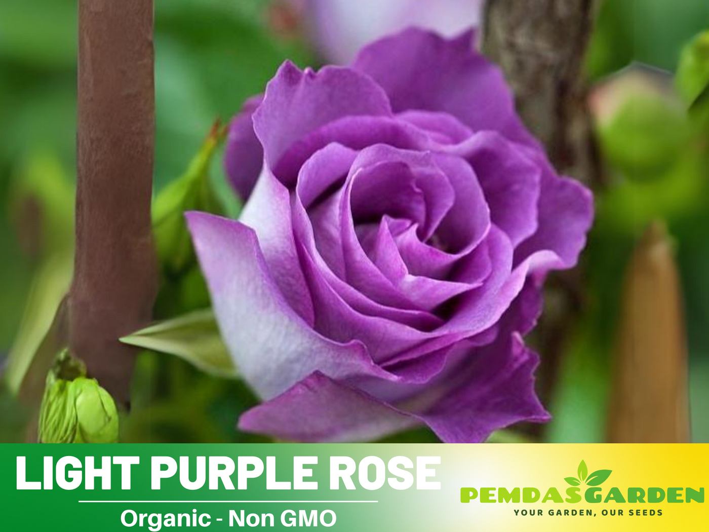 purple rose seeds for sale 30 Rare Seeds