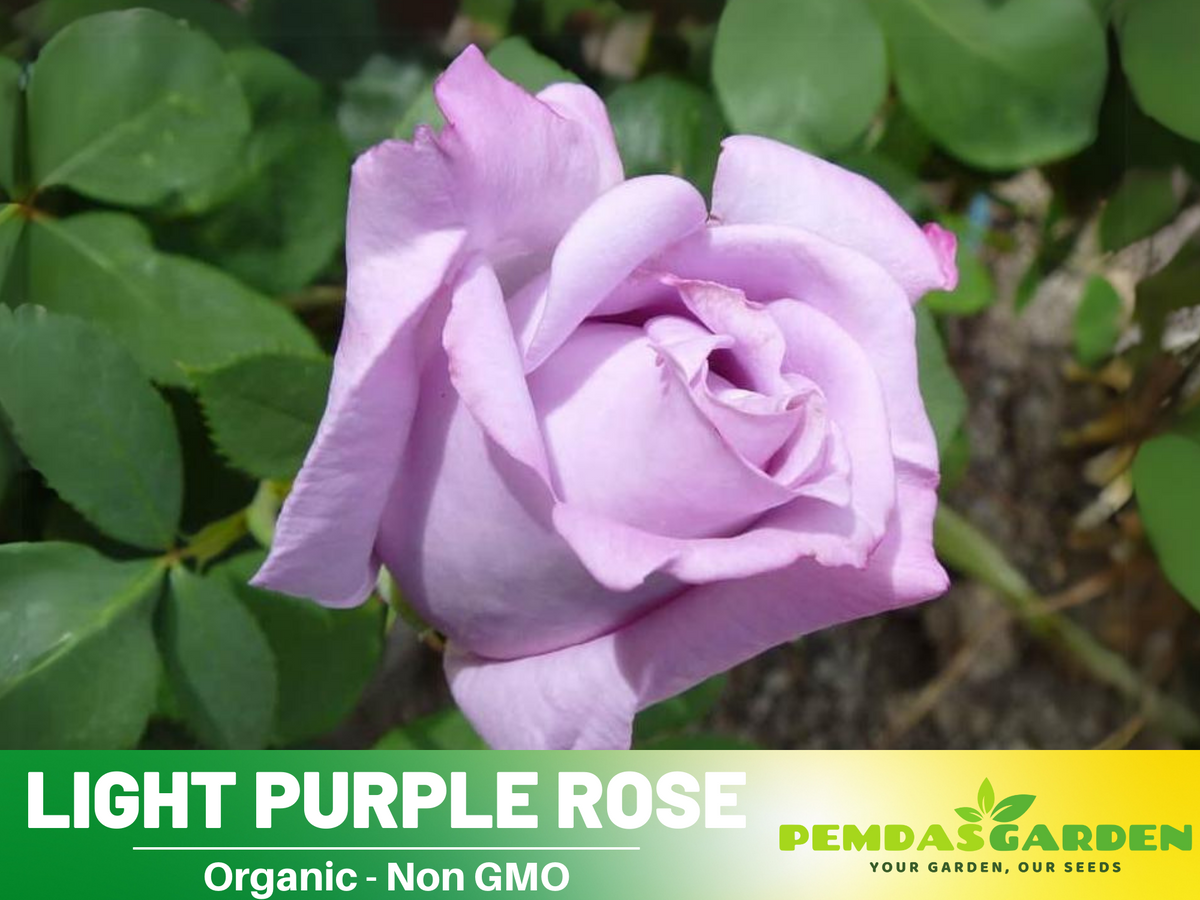 30 Rare Seeds - Light Purple Rose Seed #1084