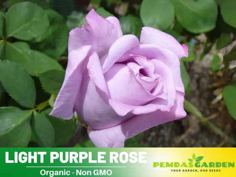 purple rose seeds for sale 30 Rare Seeds