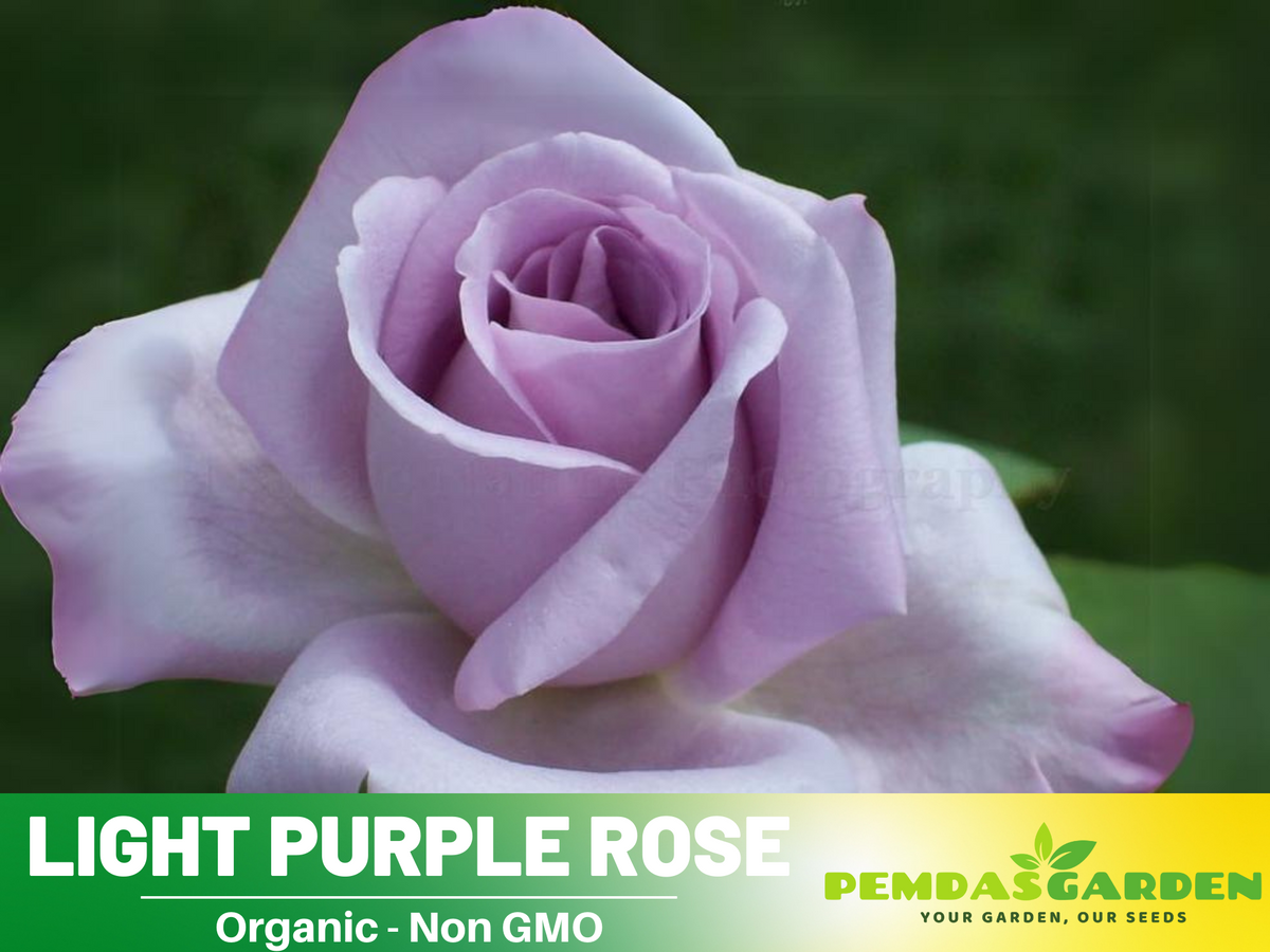 30 Rare Seeds - Light Purple Rose Seed #1084