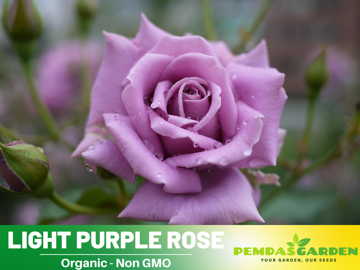 30 Rare Seeds - Light Purple Rose Seed #1084