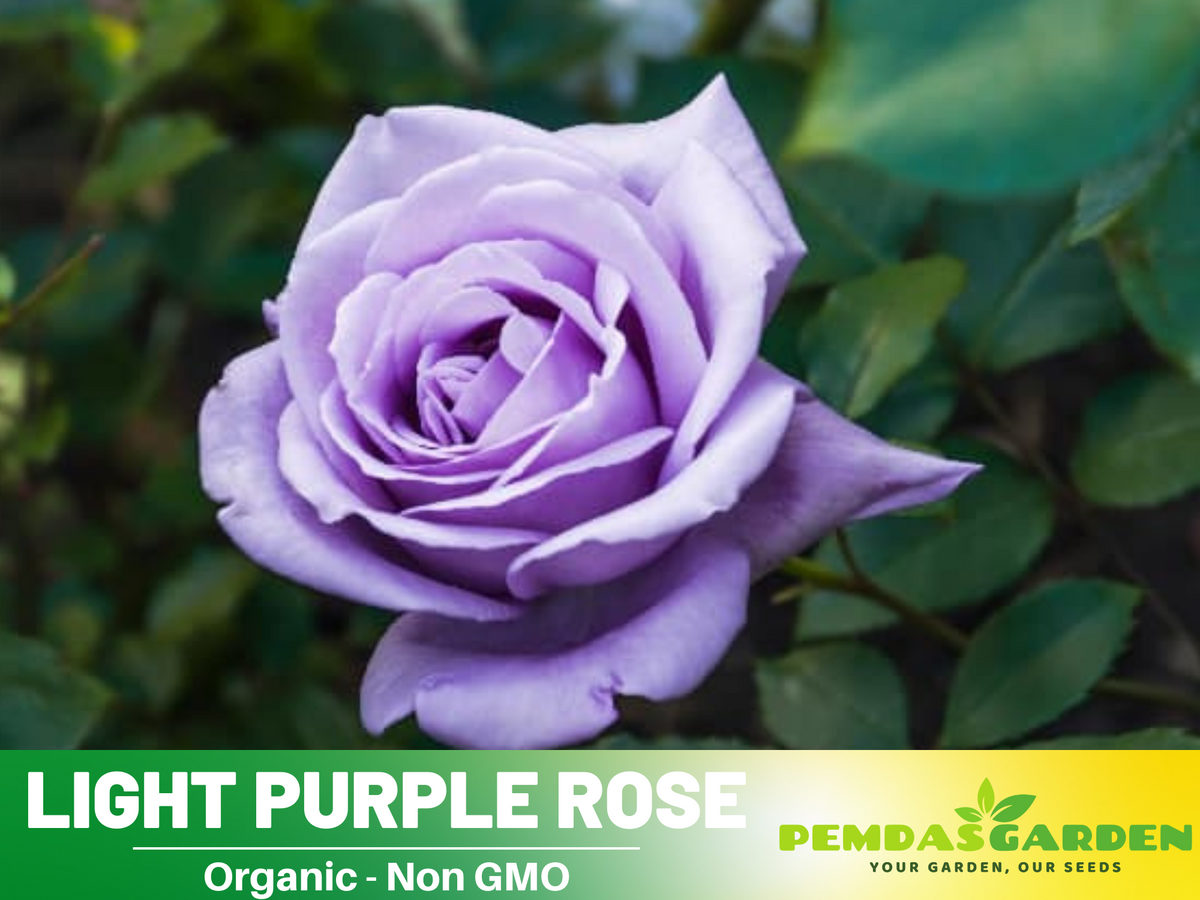 30 Rare Seeds - Light Purple Rose Seed #1084