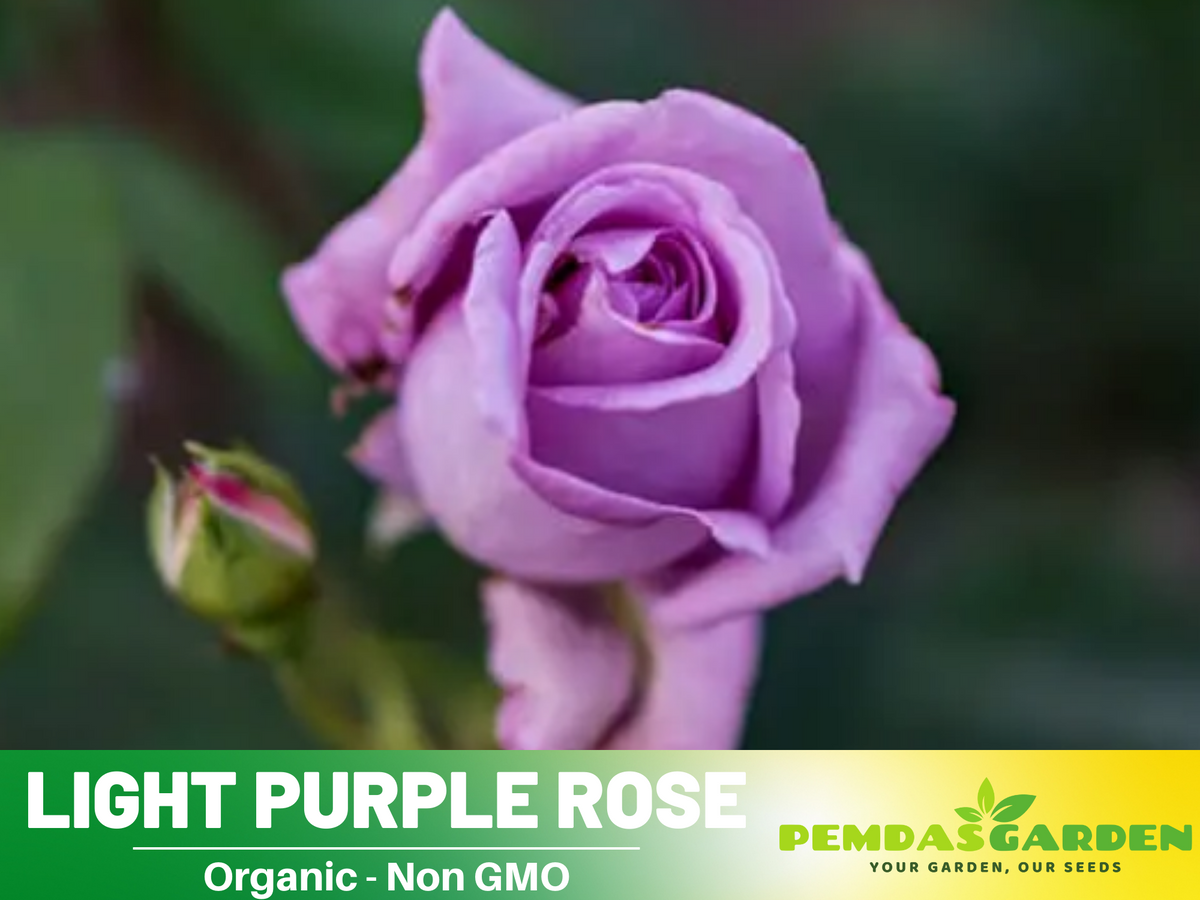 30 Rare Seeds - Light Purple Rose Seed #1084