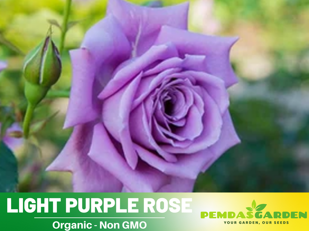 30 Rare Seeds - Light Purple Rose Seed #1084