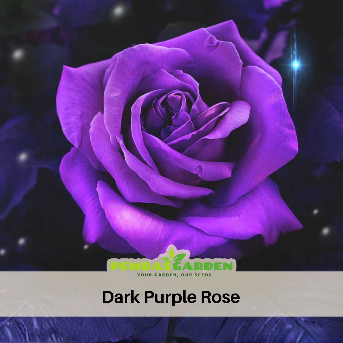 Dark Purple Rose Bush Seeds, 30 seeds