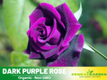 30 Rare seed | Dark Purple Rose Perennial Flower Seeds #1085
