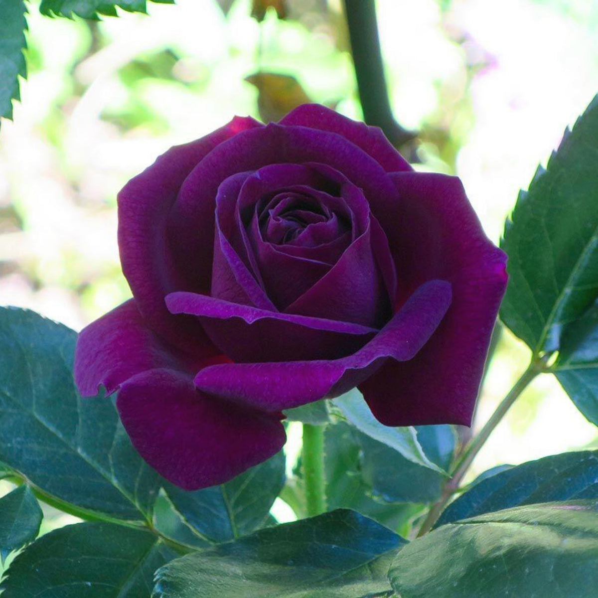 Dark Purple Rose Bush Seeds, 30 seeds