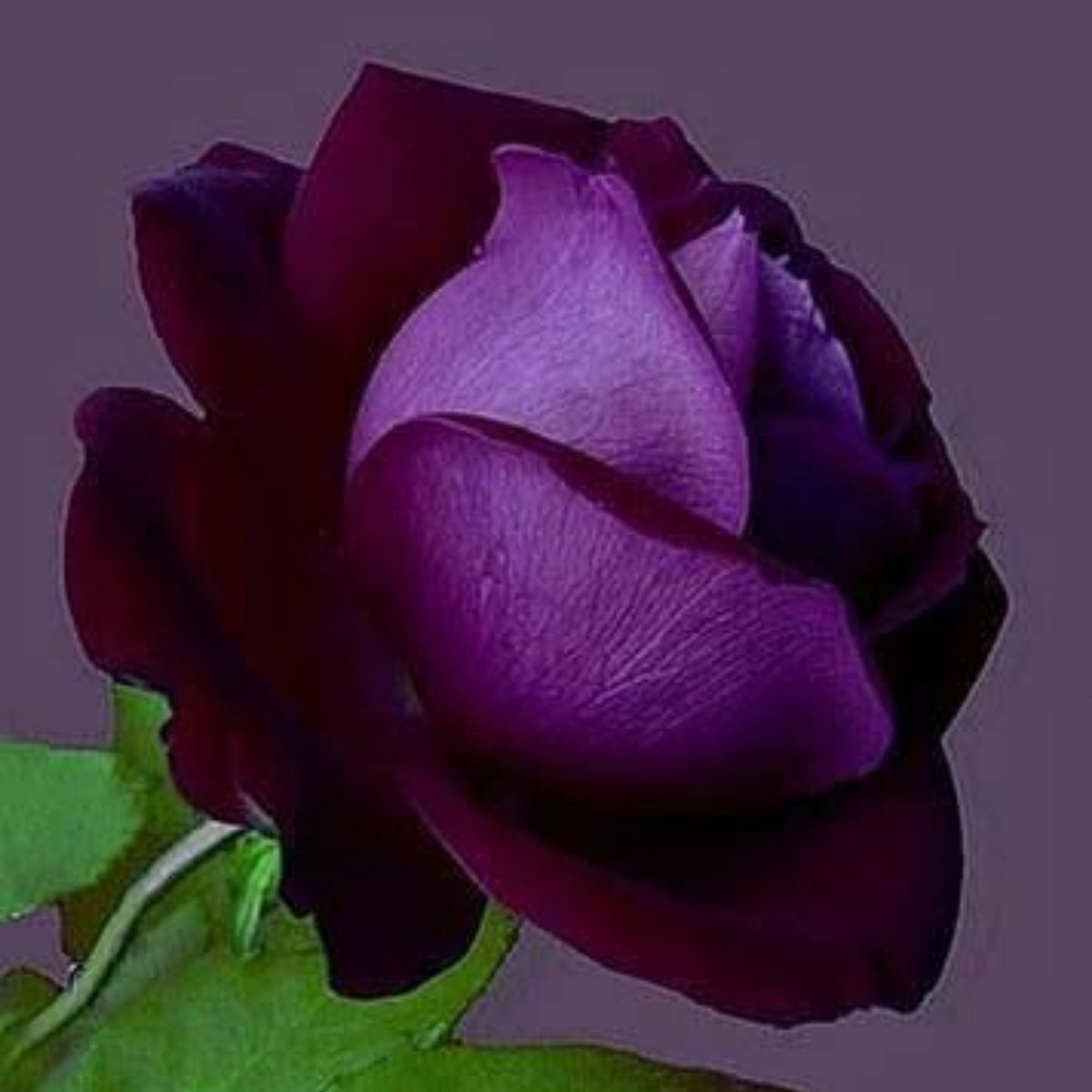 Dark Purple Rose Bush Seeds, 30 seeds