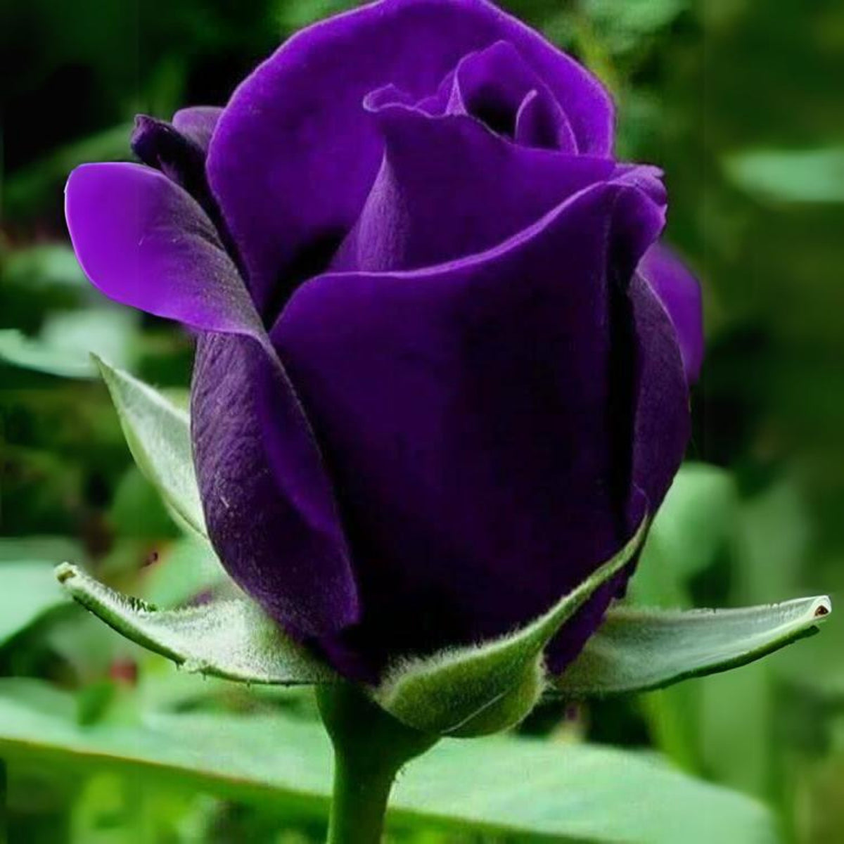 Dark Purple Rose Bush Seeds, 30 seeds