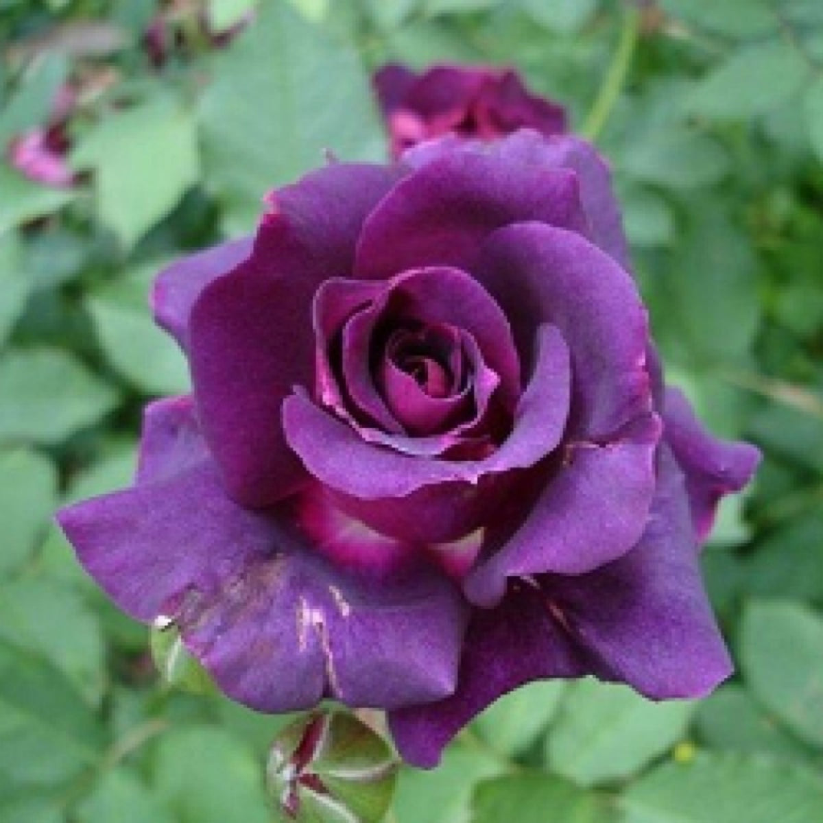 Dark Purple Rose Bush Seeds, 30 seeds