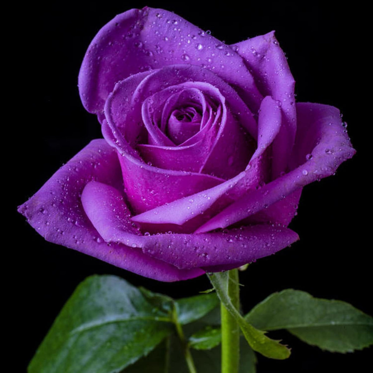 Dark Purple Rose Bush Seeds, 30 seeds