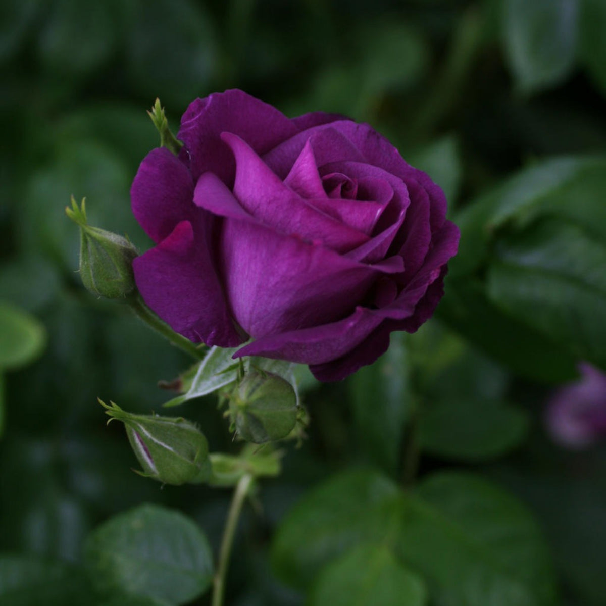 Dark Purple Rose Bush Seeds, 30 seeds