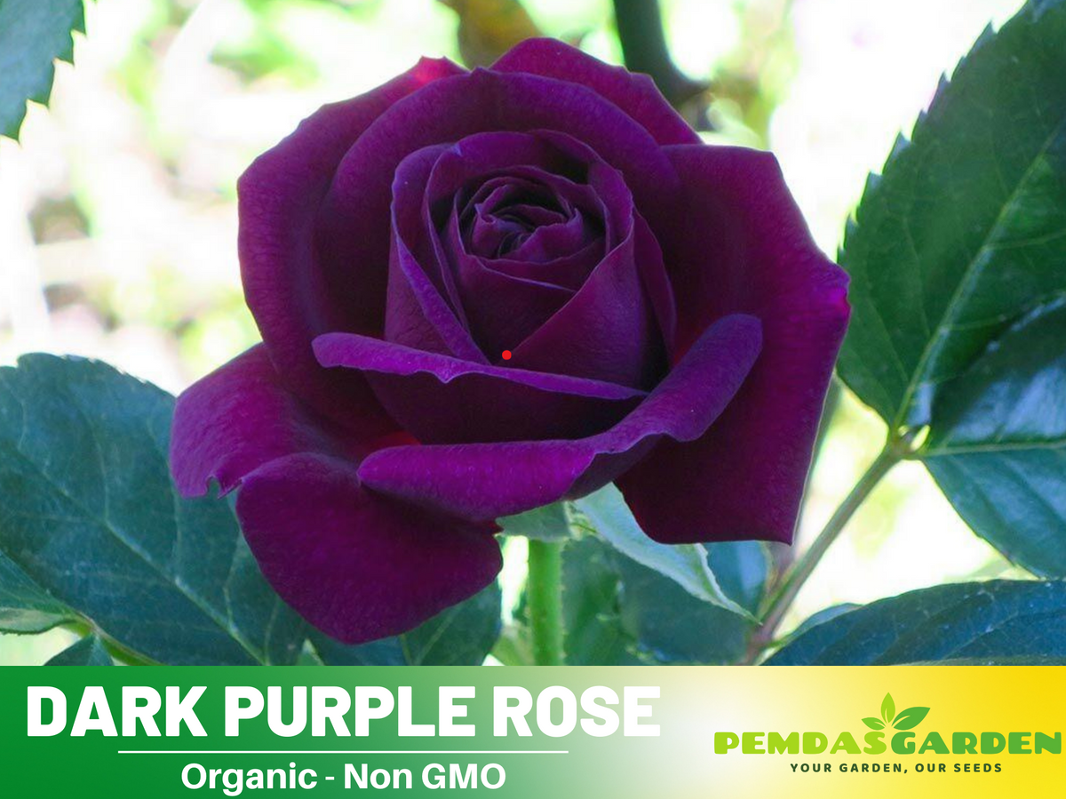 30 Rare seed | Dark Purple Rose Perennial Flower Seeds #1085