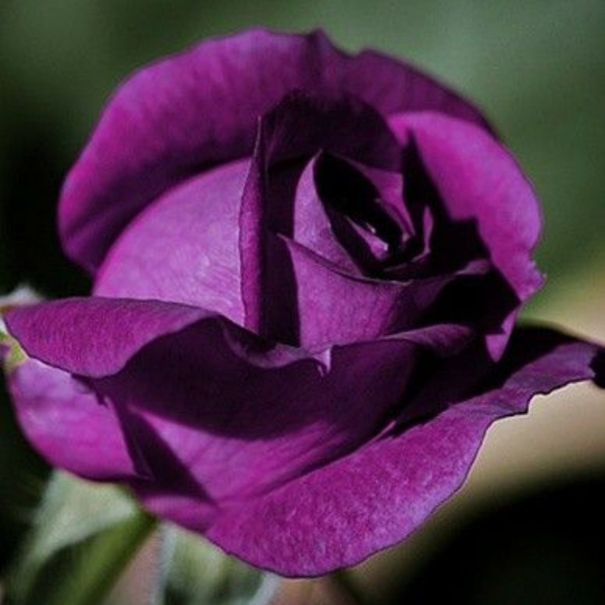 Dark Purple Rose Bush Seeds, 30 seeds