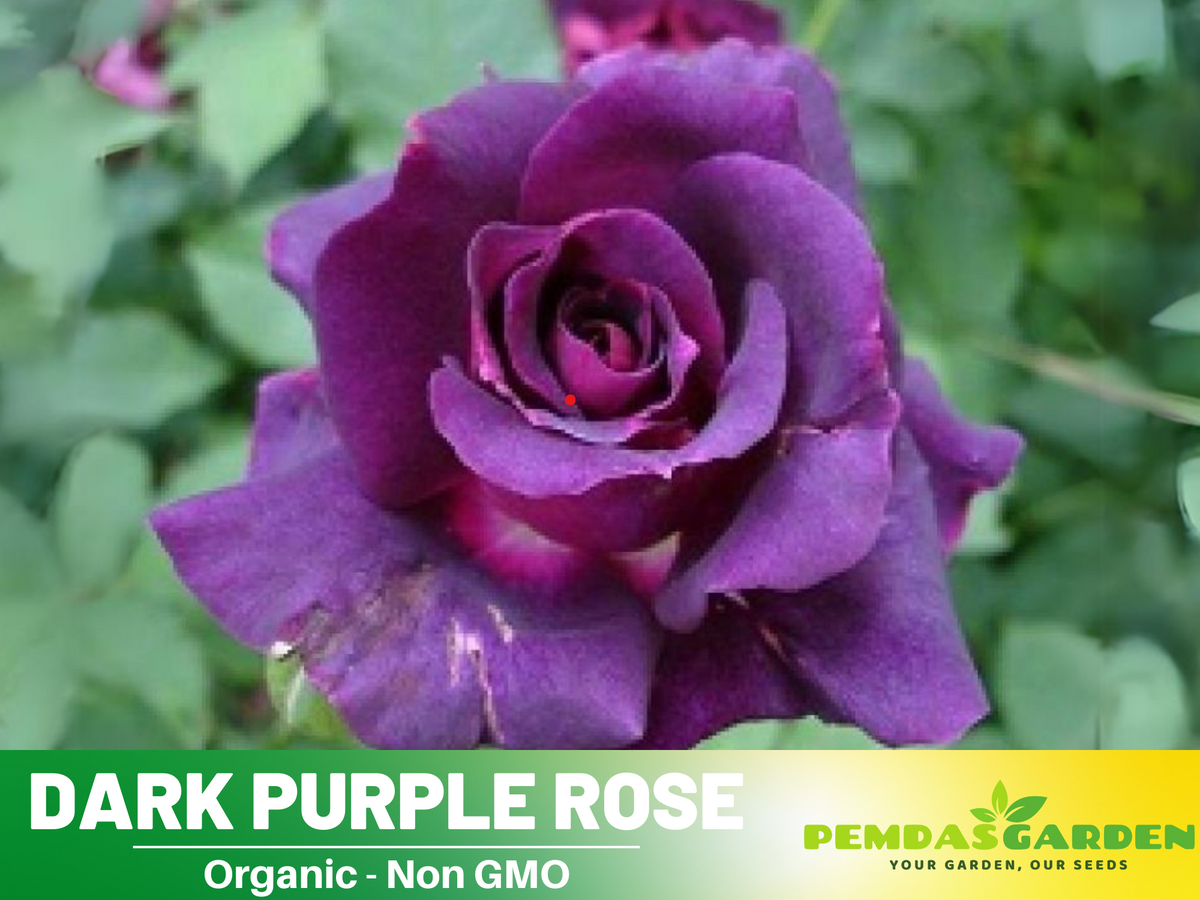 30 Rare seed | Dark Purple Rose Perennial Flower Seeds #1085