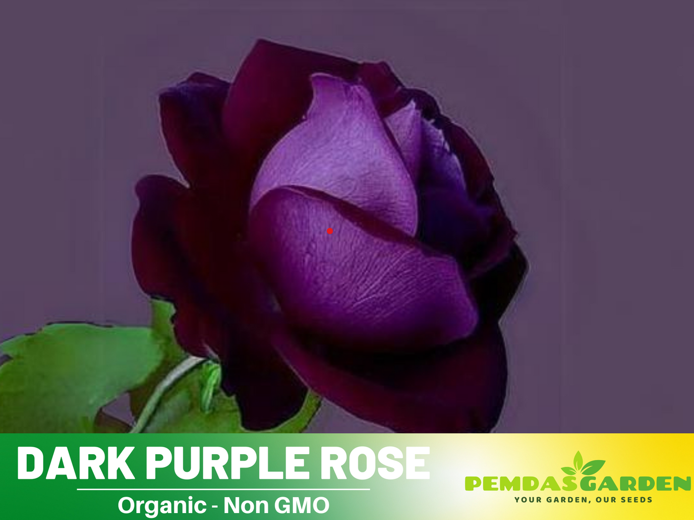 purple rose seeds for sale 30 Rare seed