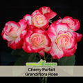 30 Rare seed - Cherry Parfait Rose Seed Flower #1086