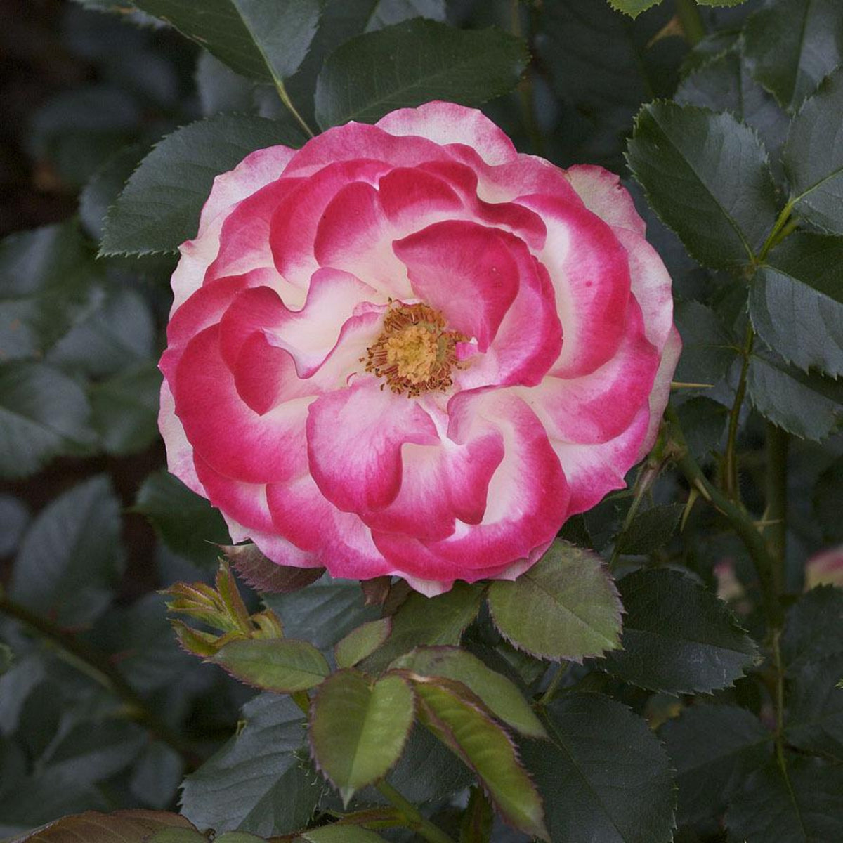 Cherry Parfait Rose Seeds, 30 seeds