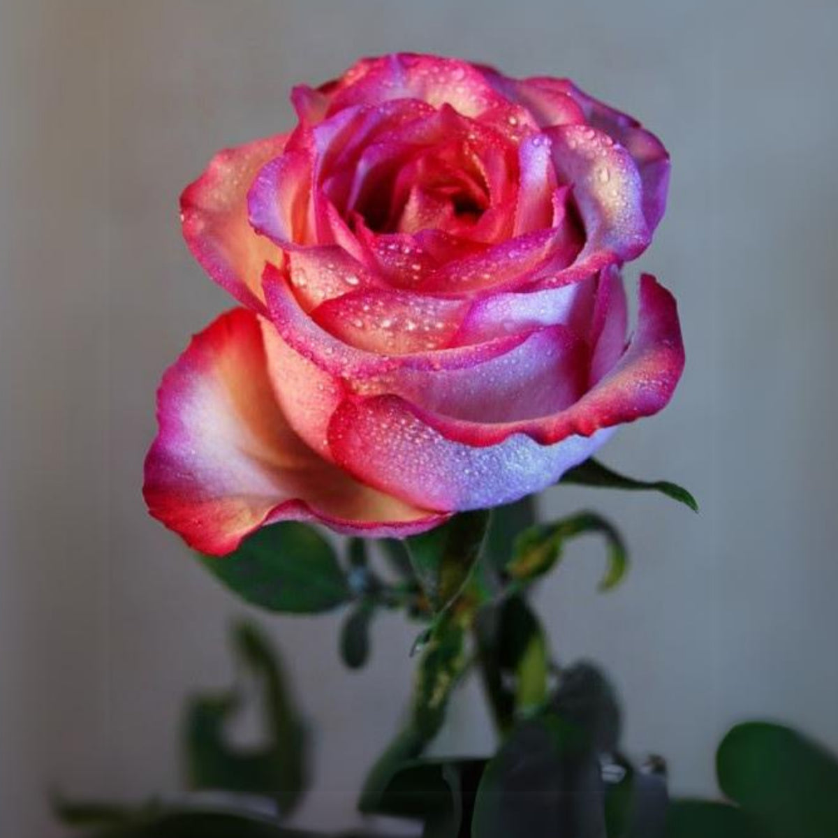 Cherry Parfait Rose Seeds, 30 seeds
