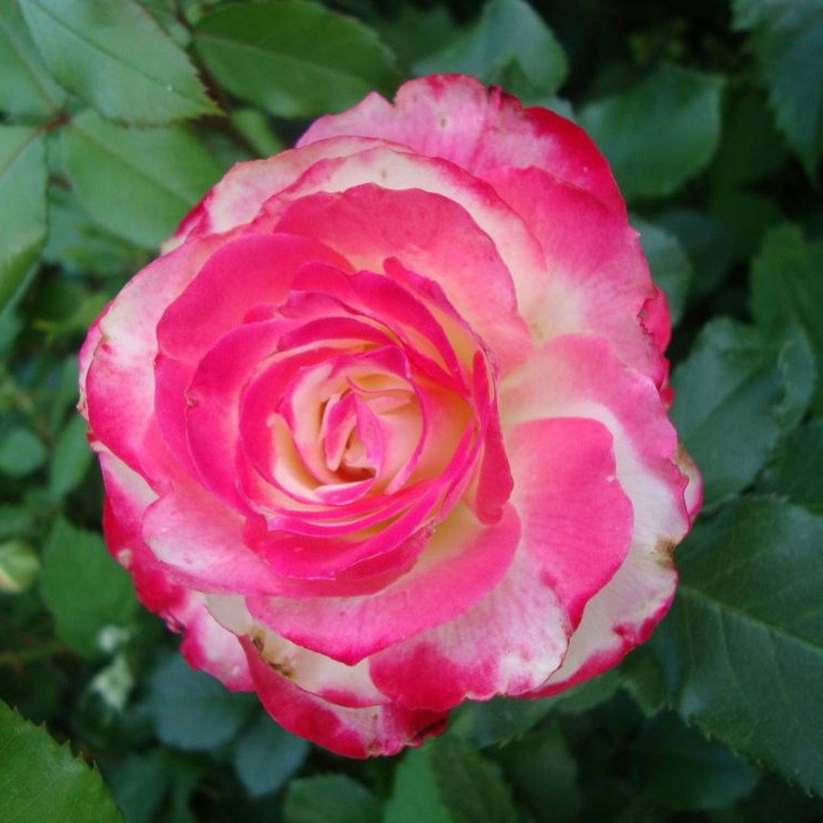 Cherry Parfait Rose Seeds, 30 seeds
