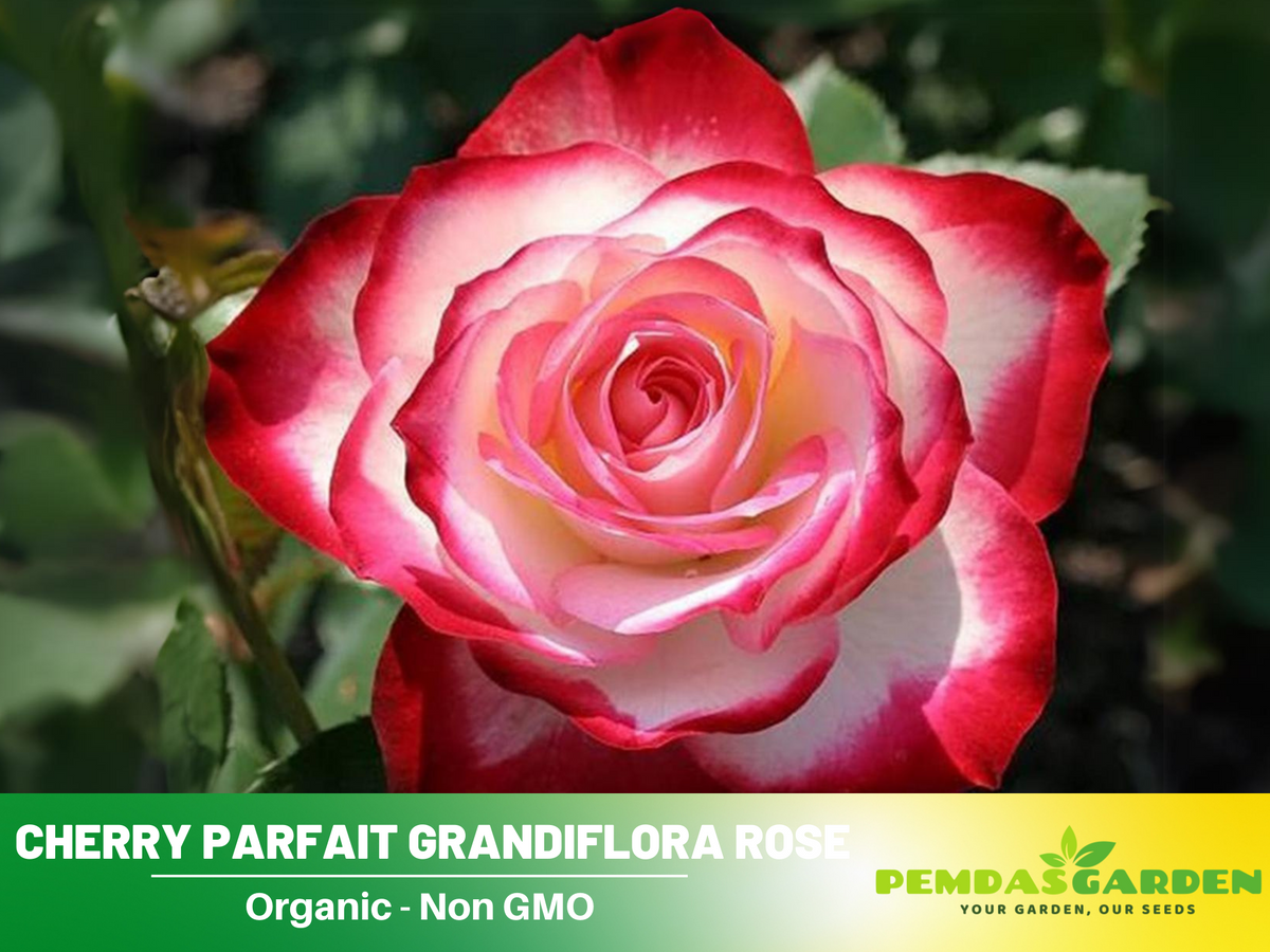 30 Rare seed - Cherry Parfait Rose Seed Flower #1086