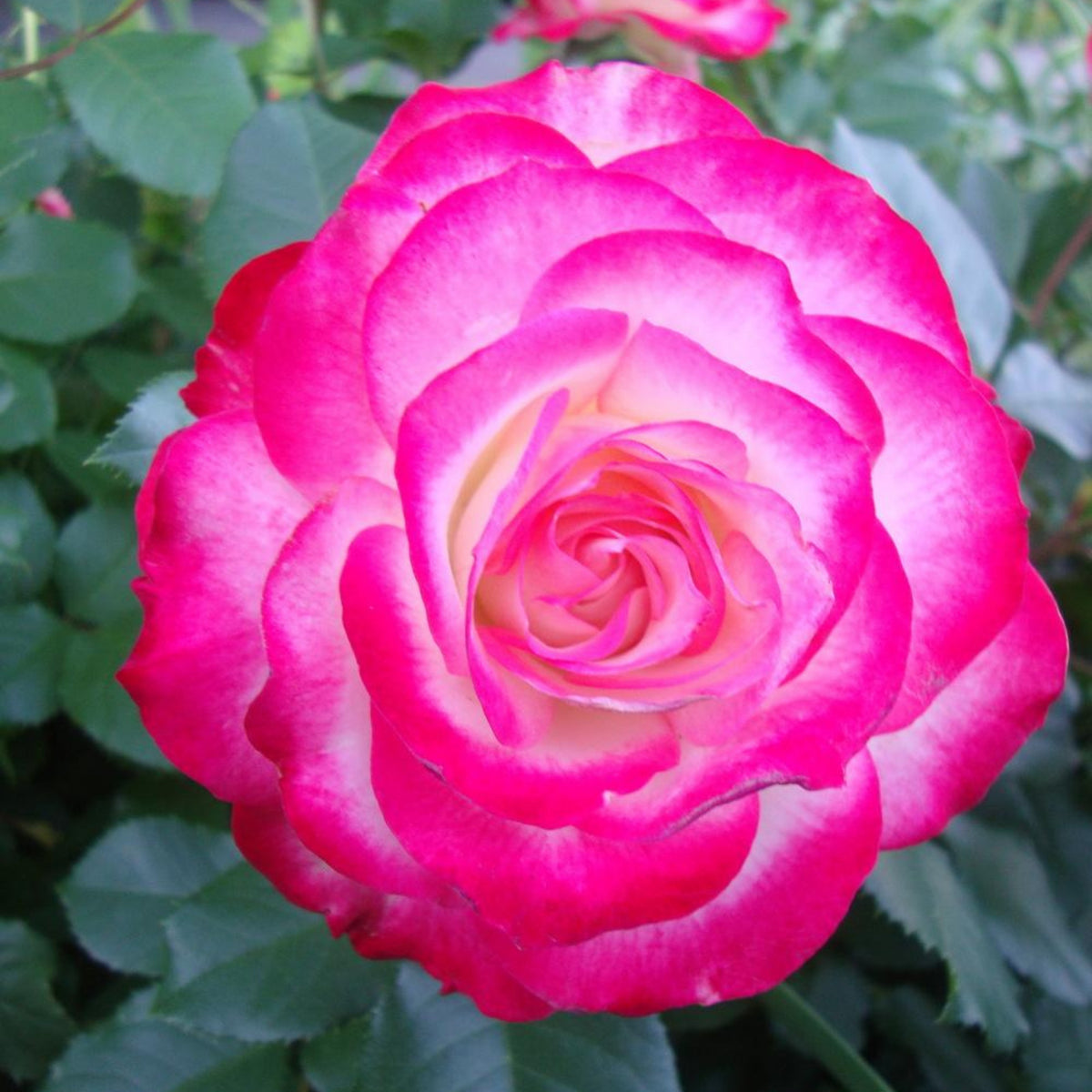 Cherry Parfait Rose Seeds, 30 seeds