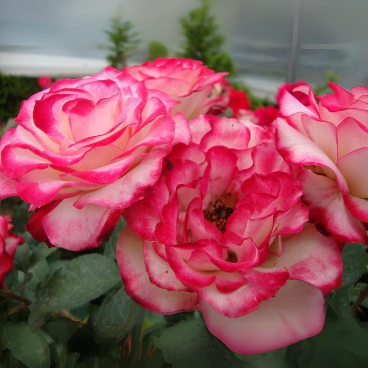 Cherry Parfait Rose Seeds, 30 seeds