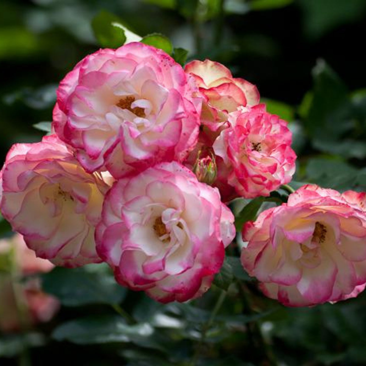 Cherry Parfait Rose Seeds, 30 seeds