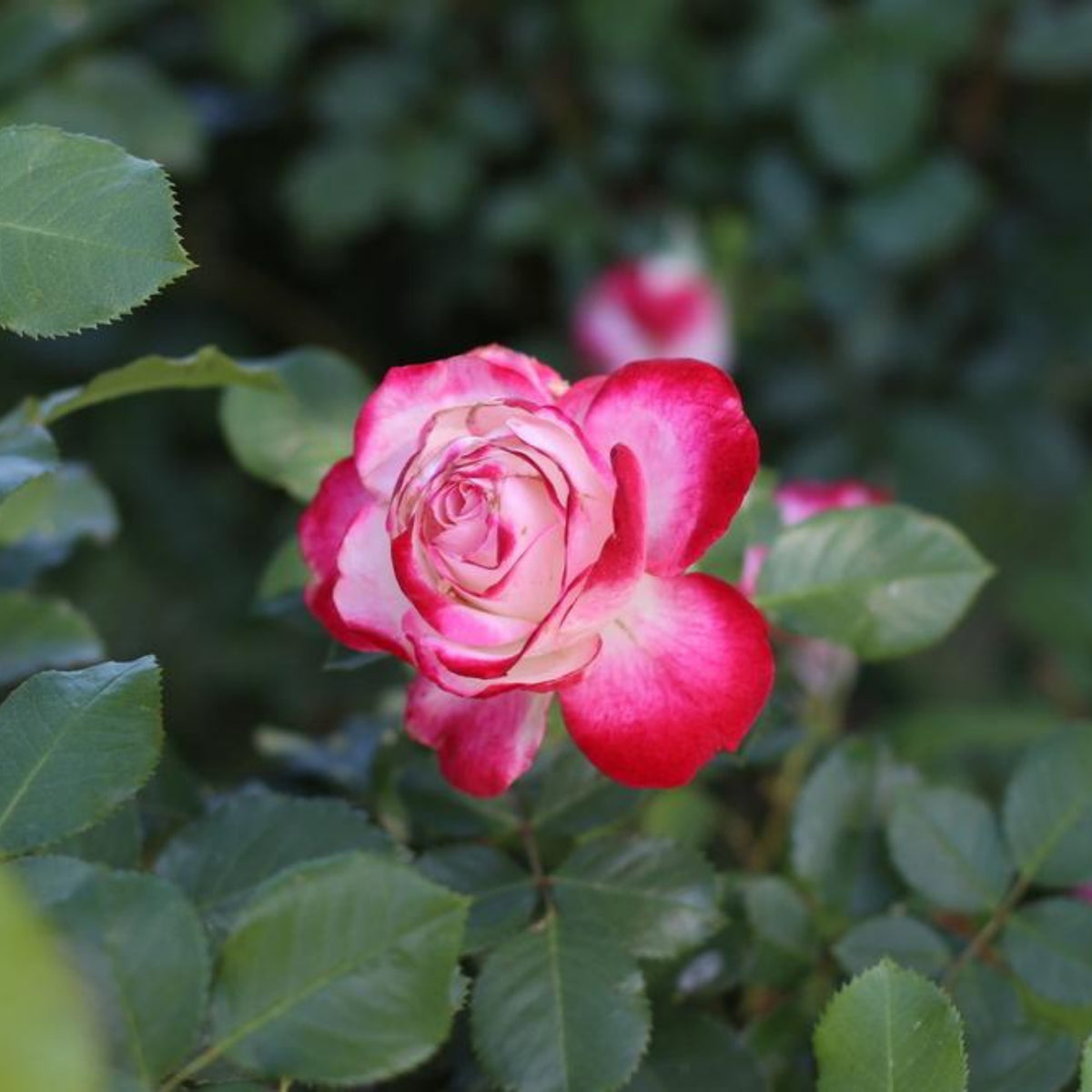 Cherry Parfait Rose Seeds, 30 seeds