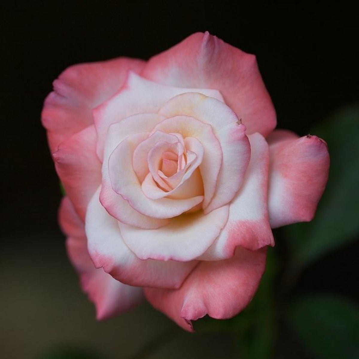 Cherry Parfait Rose Seeds, 30 seeds