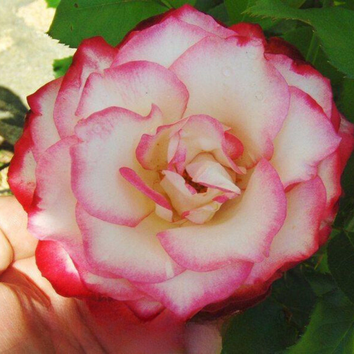 Cherry Parfait Rose Seeds, 30 seeds